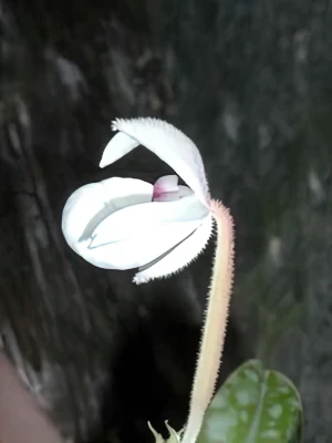 Bild von Mexipedium xerophyticum 2